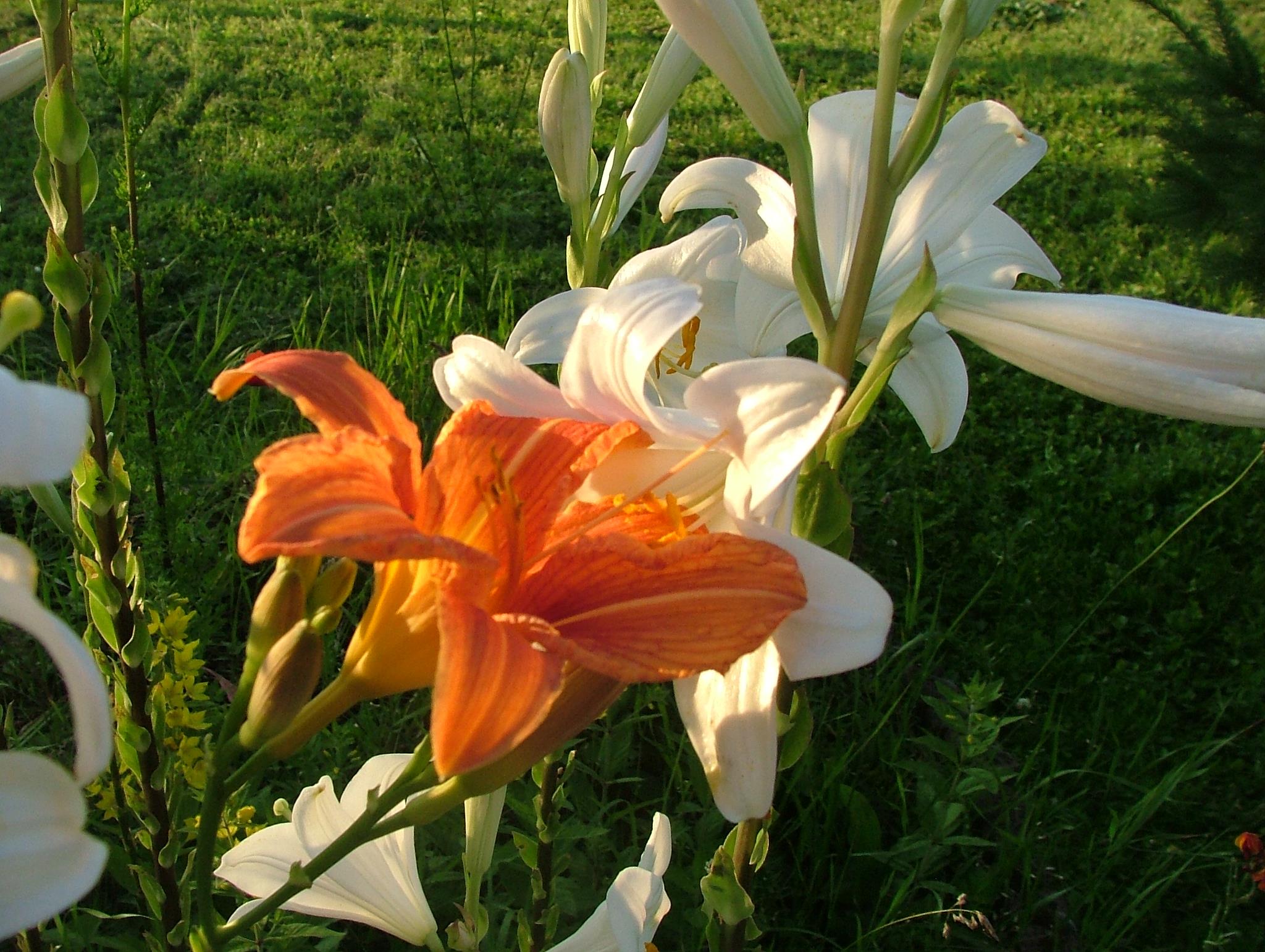 Photo du gîte FiefAnjo - vue 2